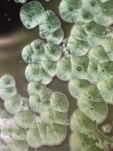 Load image into Gallery viewer, Trumpet Flair Bowl in Lily Pad Green Crystalline, 12&quot;dia. (Ben Owen III)
